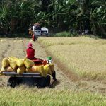 Vietnamese rice items, the nation's key fare thing, are transported to 150 nations