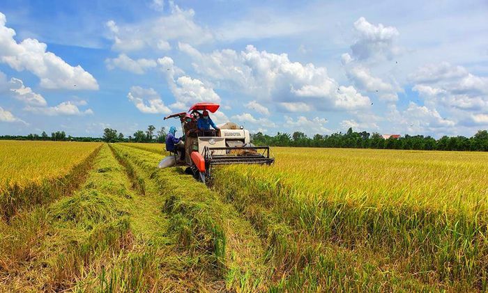 Harvesting rice in Mekong Delta